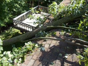 Tree Wind Damage