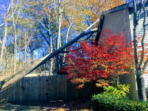 Tree fell on House Holland, MI